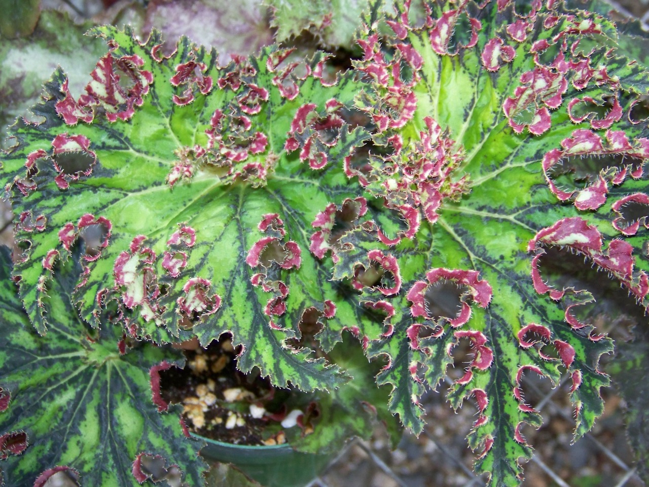 B. ‘Diane Parr’